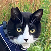 みそぎ保護猫活動さんのプロフィール画像