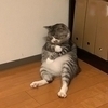 ツーシーム投げ猫さんのプロフィール画像
