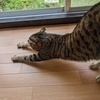 腹ペコ猫さんのプロフィール画像