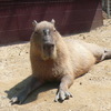 kapibara爺さんのプロフィール画像