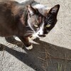 西成岩地区地域猫の会さんのプロフィール画像