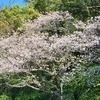 桜もっちさんのプロフィール画像