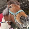 乗馬🐴クレイン仙台泉さんのプロフィール画像