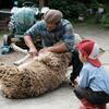羊の毛刈りさんのプロフィール画像