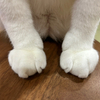 Kaori-保護猫さんのプロフィール画像