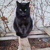 黒猫🐈‍⬛さんのプロフィール画像