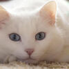 白猫キンジローさんのプロフィール画像